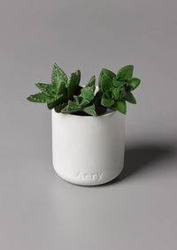 Aery Living - Luxury Candle - Nordic Cedar